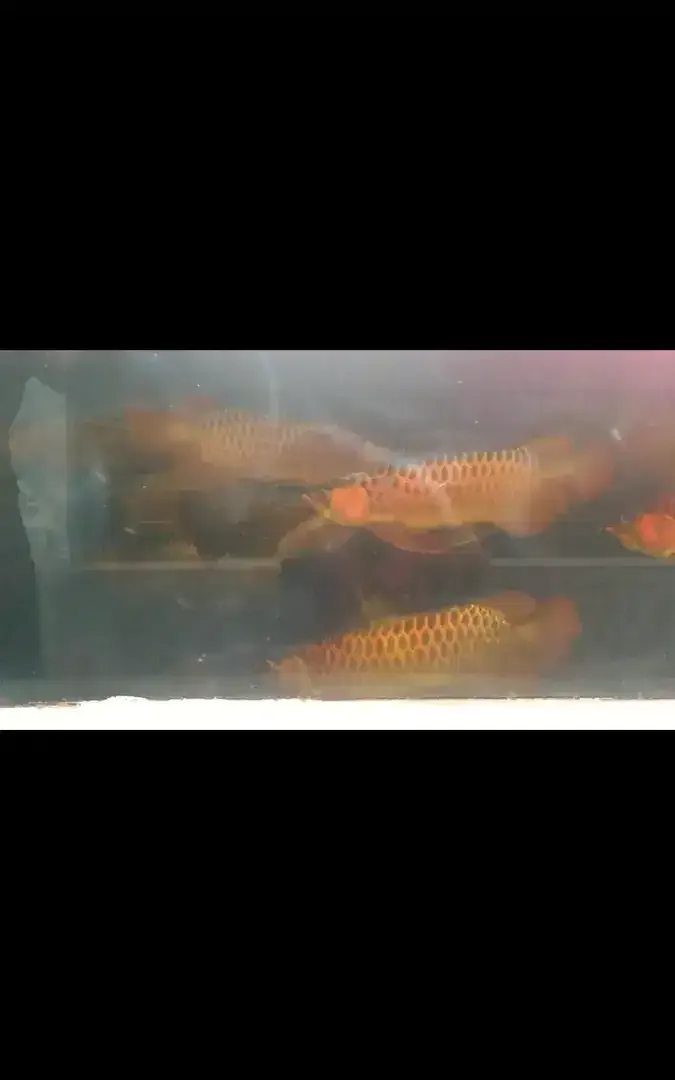 Arwana / Arowana Super Red Kalimantan 60CM (INDUKAN) - Other in Bali