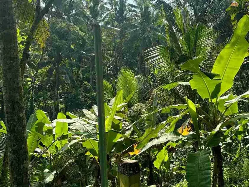 Tanah View Jungle & Sawah Dekat Ubud Lingkungan Tenang dan bagus - Real Estate in Bali