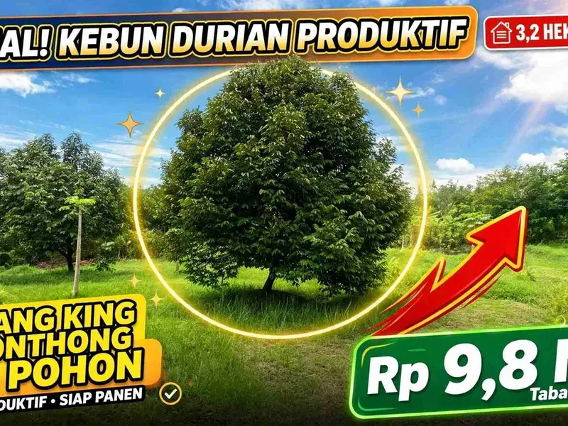 Jual kebun durian premium harga murah view bagus di tabanan bali. - Real Estate in Bali