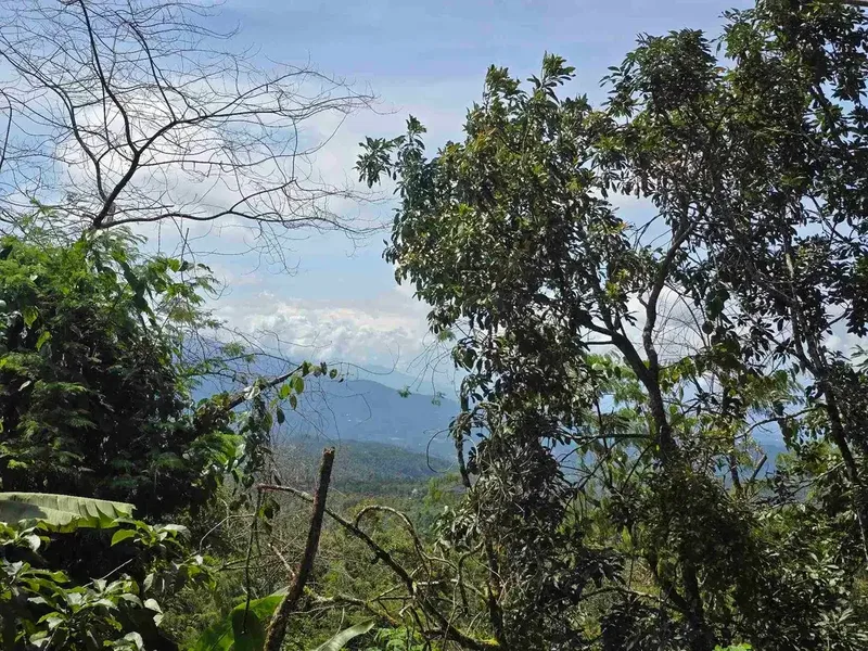 DIJUAL TANAH KEBUN KOPI ARABICA VIEW LAUT DAN GUNUNG DI TABANAN BALI - Real Estate in Bali