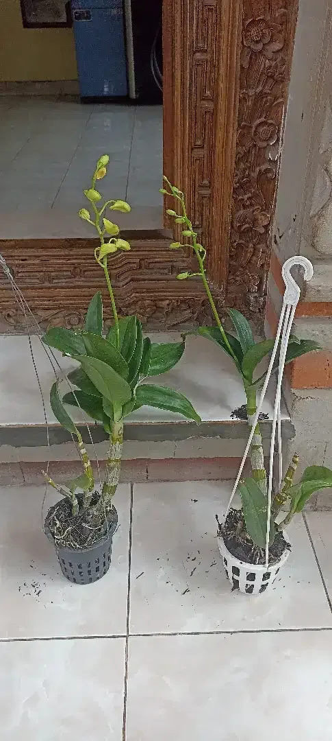Anggrek Dendrobium - Home & Garden in Bali