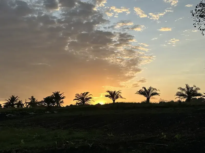 LAND FOR SALE KEDUNGU RICEFIELD VIEW SUROUND - Real Estate in Bali