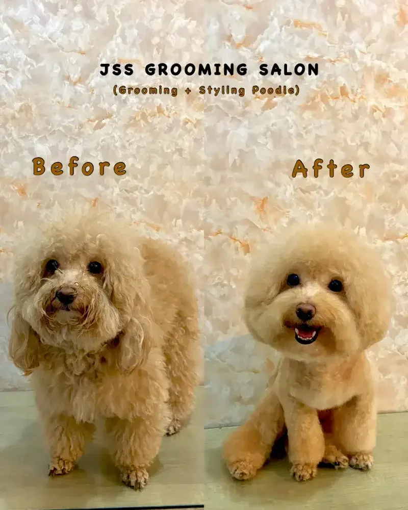 JSS GROOMING SALON - Other in Bali