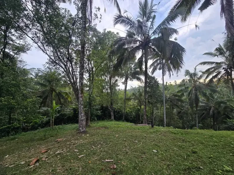 Dijual tanah kebun subur dengan view jugle dan los sungai kecil - Real Estate in Bali