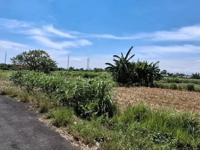Tanah Pertanian 19,7 Are View Sawah Dijual, di Area Padang Galak Sanur - Real Estate in Bali