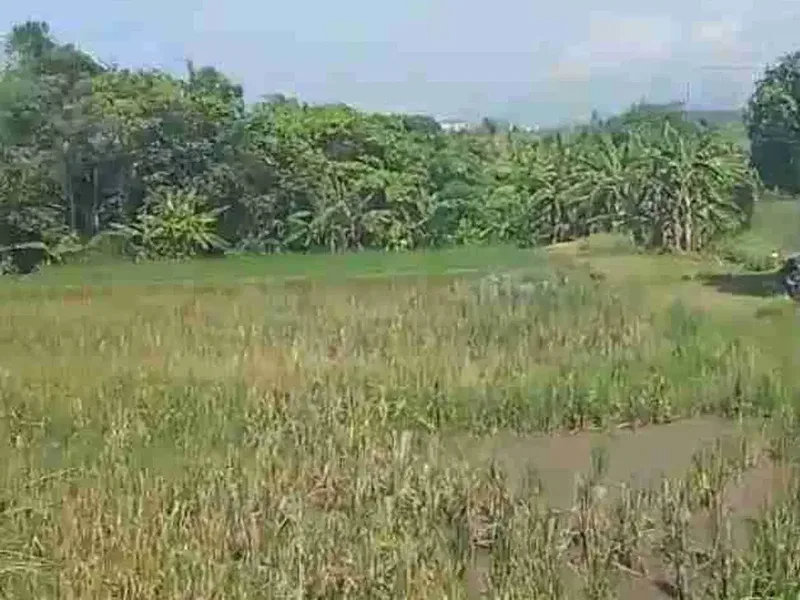Tanah Los Pantai Pasut Tabanan View Laut dan Sawah - Real Estate in Bali