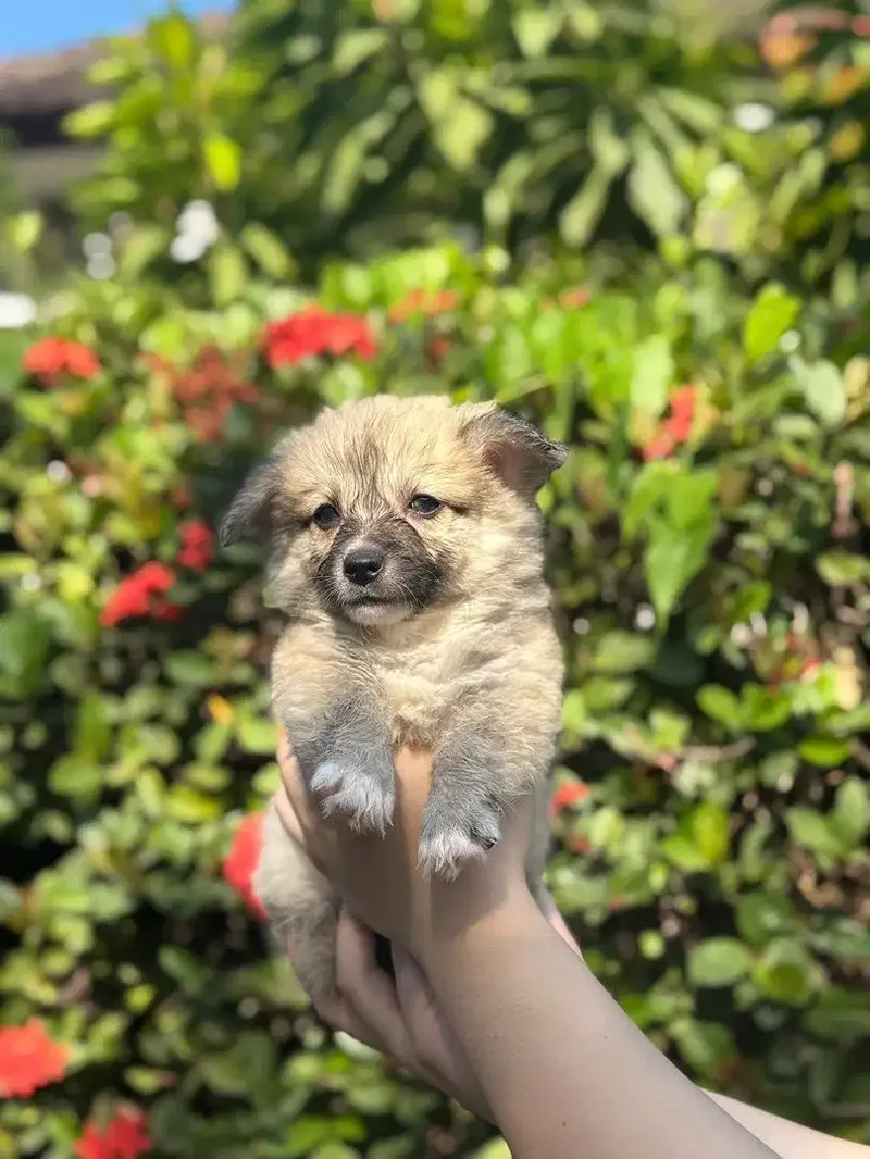 PEMBROKE WELSH CORGI - Other in Bali