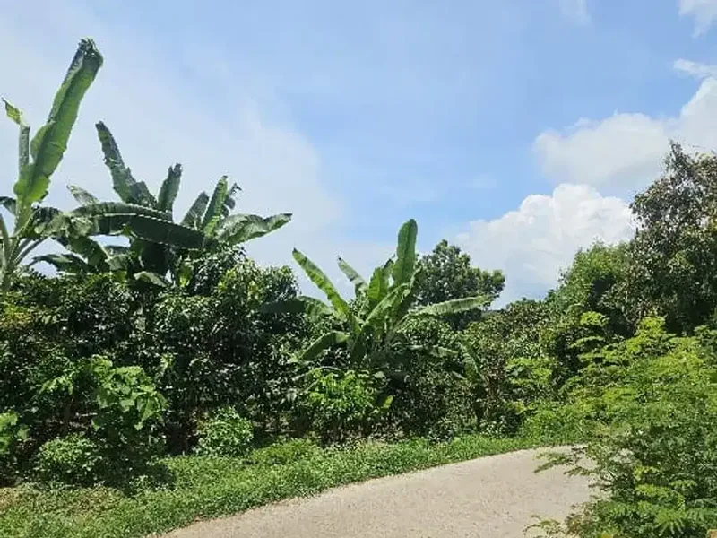 in the hill view ocean very cheap - Real Estate in Bali