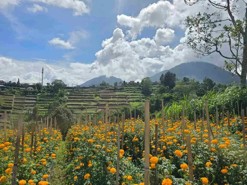 Dijual tanah murah view istimewa gunung lembah dan perkotaan di bedugul bali - Real Estate in Bali
