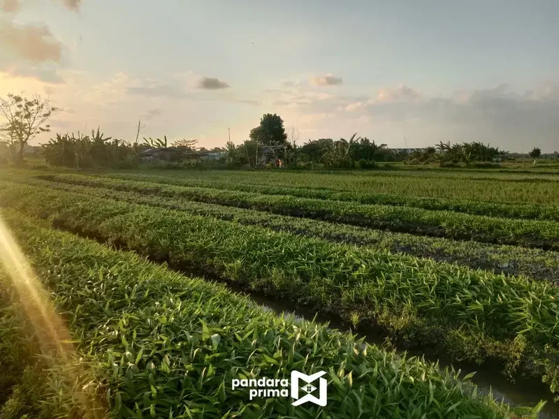 DIJUAL - TANAH KAVLING NAKULA DENPASAR BARAT - DI BELAKANG AIS IMAM BONJOL - Real Estate in Bali