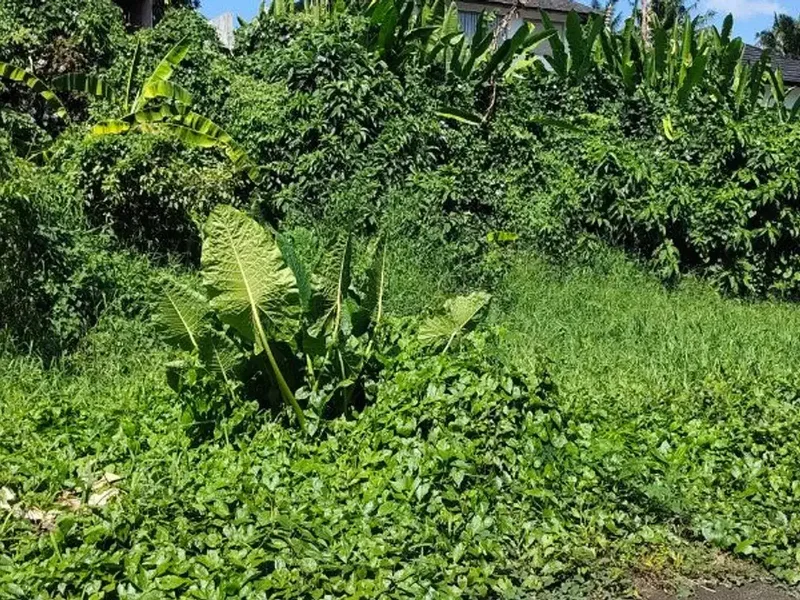 TANAH LOKASI STRATEGIS COCOK UNTUK VILLA DI TIBUBENENG CANGGU - Real Estate in Bali