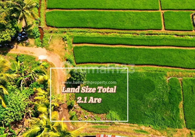 Tanah Premium View Sawah Dijual - Lovina, Bali Utara - Real Estate in Bali