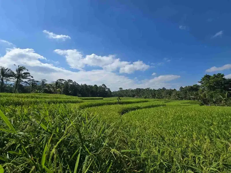 tanah luasan kecil sangat strategis di kawasan wisatasa di tabanan dengan view sawah terasering - Bali in Bali