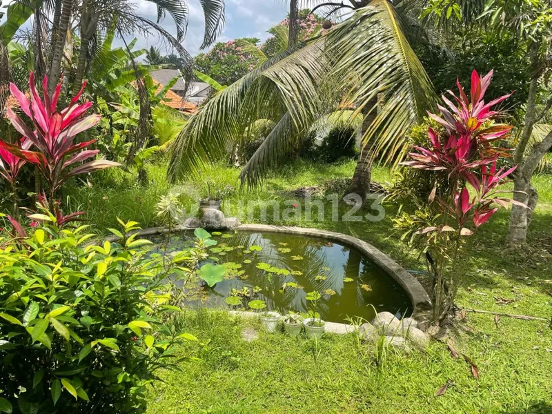 House Rent Big Land Ubud Bali - Real Estate in Bali