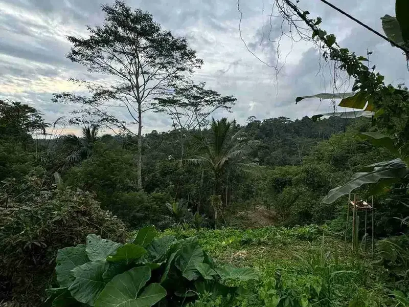 Tanah Premium Jalan Utama Tegalalang Full View Jungle - Real Estate in Bali