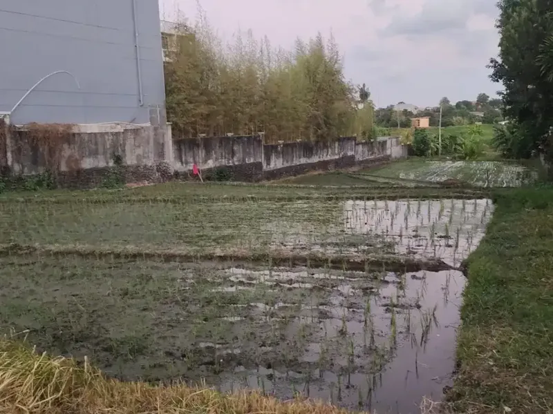 DISEWAKAN 10 TAHUN — TANAH 4,8 ARE DI VETERAN CANGGU – BUDUK - Real Estate in Bali