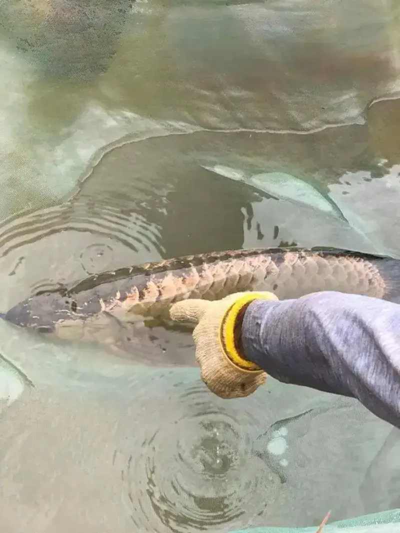 Arwana / Arowana Crossback 24K (INDUKAN) - Other in Bali