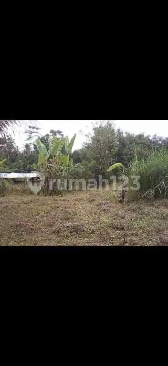 Tanah Super Murah Taro Utara Ubud Siap Bangun - Real Estate in Bali