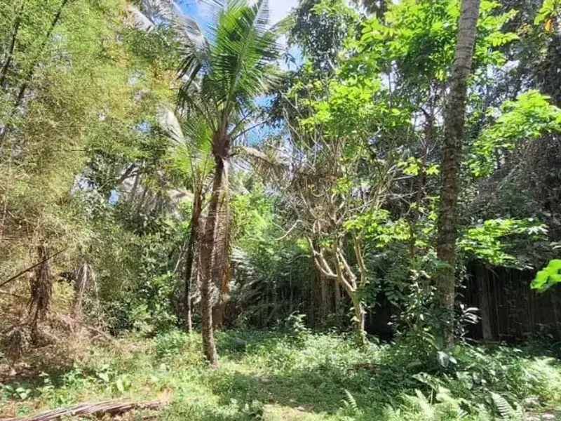 TANAH DEKAT MONKEY FOREST SANGEH ABIANSEMAL BADUNG - Real Estate in Bali