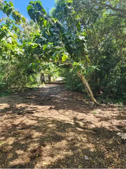 Tanah 50 Are di Pecatu - Real Estate in Bali