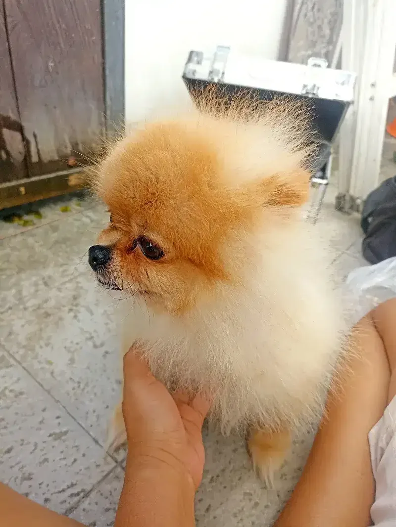 Grooming anjing kesayangan - Other in Bali