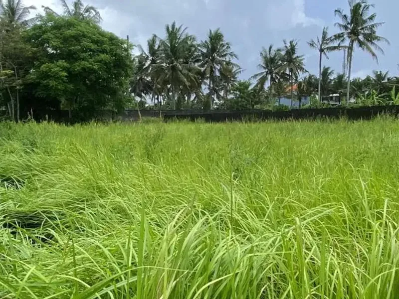 TANAH BAGUS DAN STRATEGIS 20 ARE DI UBUD GIANYAR - Real Estate in Bali