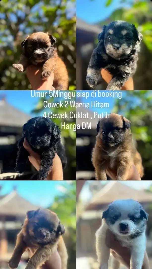 Anjing Pomeranian mix - Other in Bali