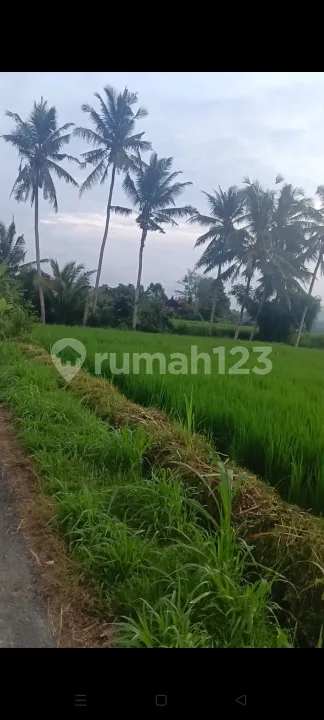 Tanah Sawah Pribadi Subur View Bagus Jl Motor Di Klungkung Bali - Bali in Bali