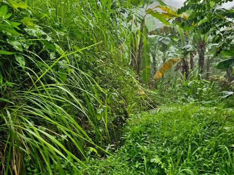 jungle river side - Bali in Bali