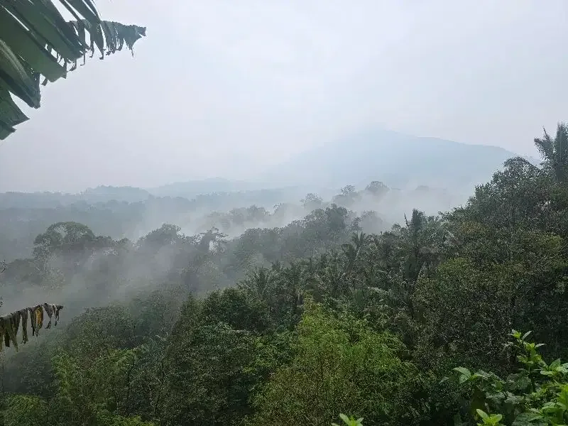 Dijual tanah kebun durian view lembah dan gunung - Real Estate in Bali