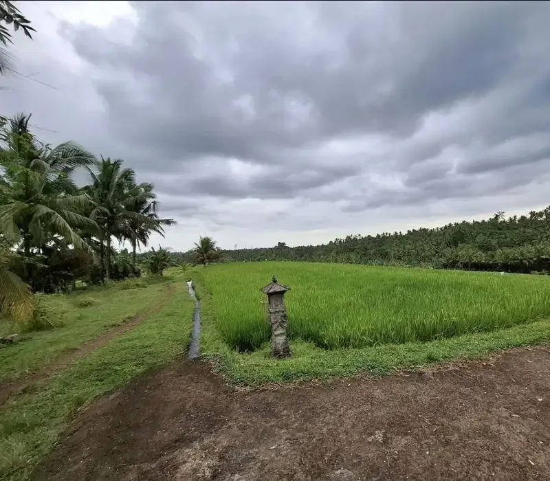 Dijual tanah kebun murah view sawah dan los sungai kecil di tabanan - Bali in Bali