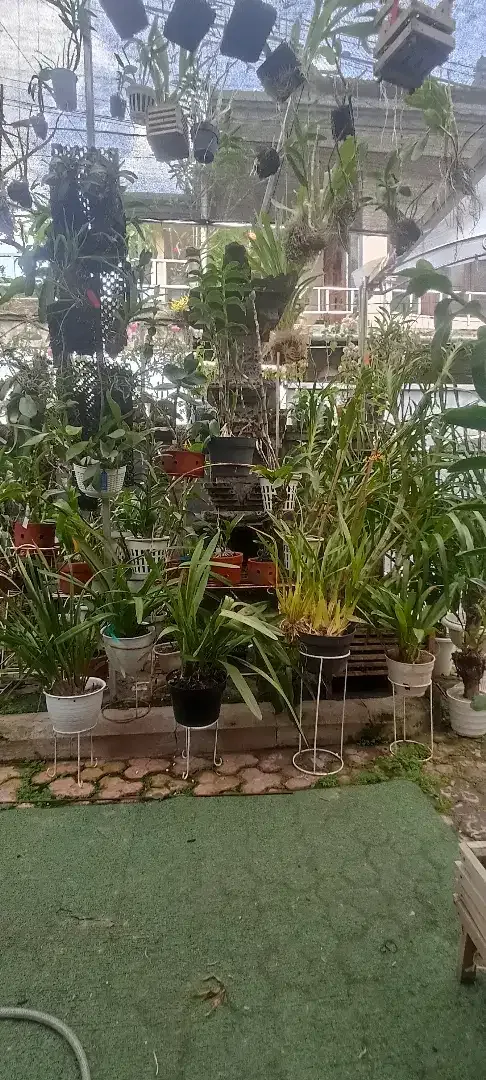 Anggrek Dendrobium,tanah, species, tiray - Home & Garden in Bali