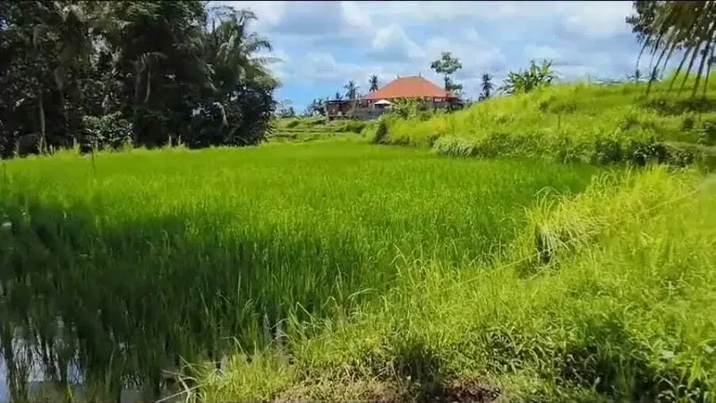 Tanah Datar Los Sungai View Sawah di Pejeng Kangin Ubud - Real Estate in Bali