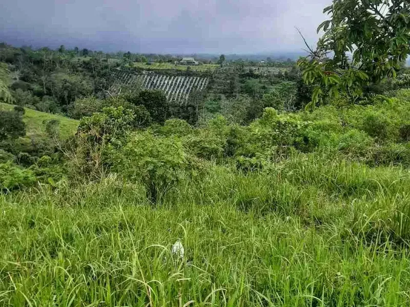 Tanah Kebun 1200 MDPL dengan View Lembah di Kintamani Bali - Real Estate in Bali