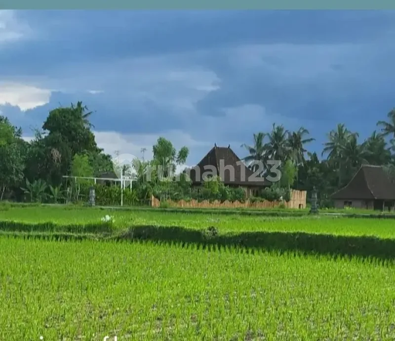 For Rent Villa Rice Field View Ubud Bali10 Menutes From Mongkey Forest Center Ubud Ubud In The Middle Of The Rice Field View Healing, Gianyar Bali 10 Menutes From Mongkey Forest Villa di Ubud Jalan - Real Estate in Bali