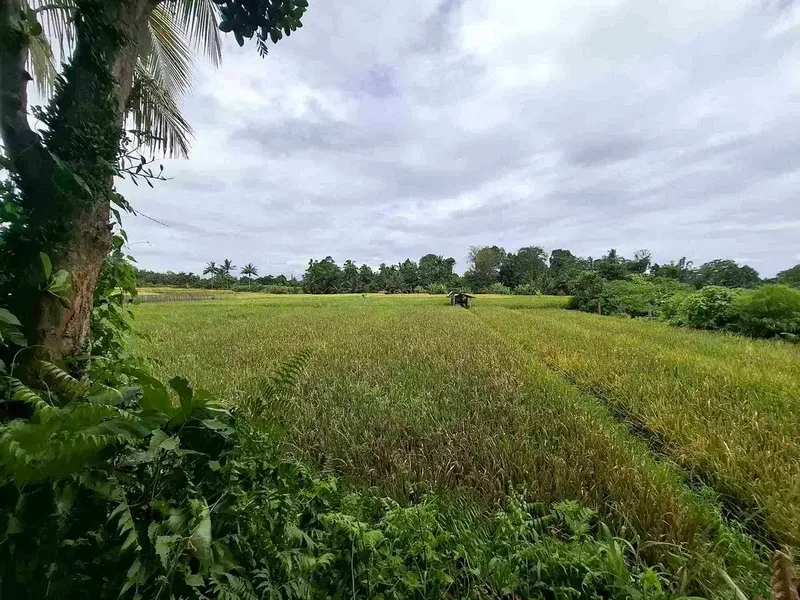 tanah luasan kecil view sawah dapat akses jalan utama penebel - Bali in Bali