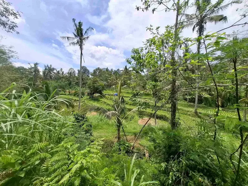 tanah view sawah dan gunung akses jalan aspal didaerah wisata angsri - Real Estate in Bali