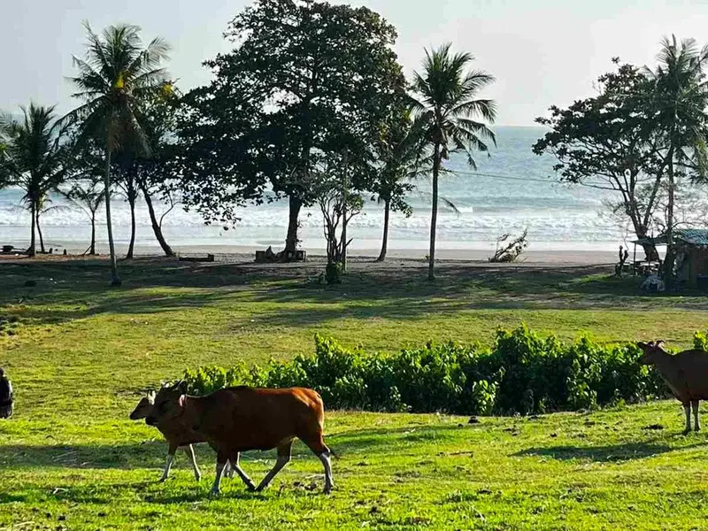 dijual tanah Los pantai kelecung tabanan bali - Bali in Bali