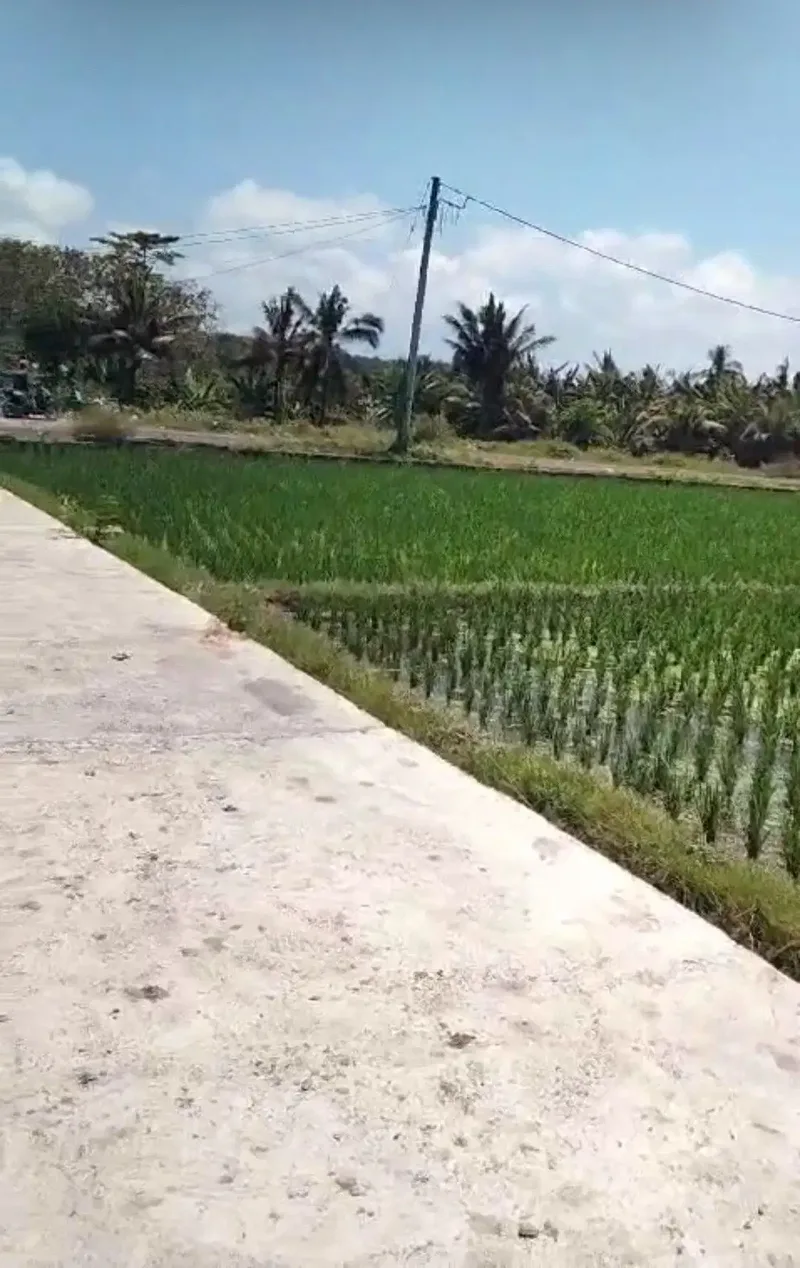 BUC 5 are View Pantai dan sawah di Lebih Gianyar Bali - Real Estate in Bali
