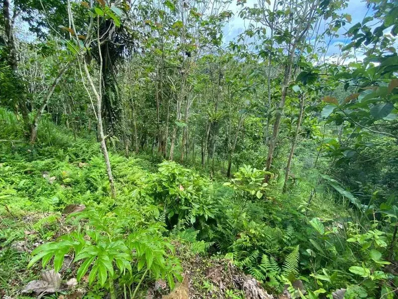 DIJUAL TANAH VIEW LEMBAH SUNGAI DI GIANYAR - Real Estate in Bali