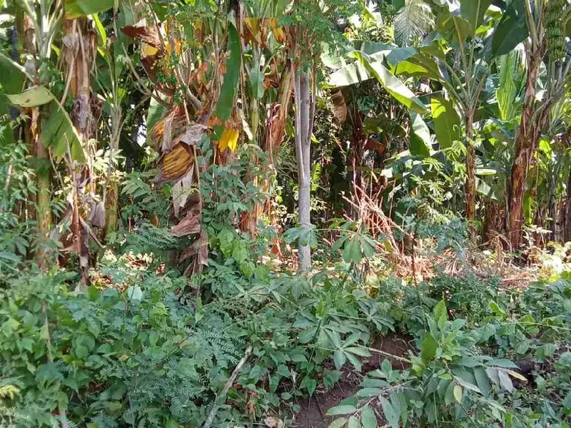 Jual Tanah 10.000 m² Siap Bangun Lovina - Bali - Real Estate in Bali