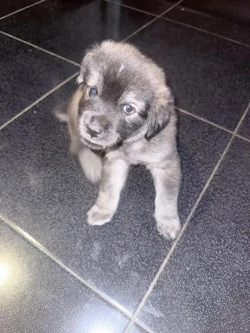 Anakan Anjing Husky Mix Golden - Baby & Kids in Bali