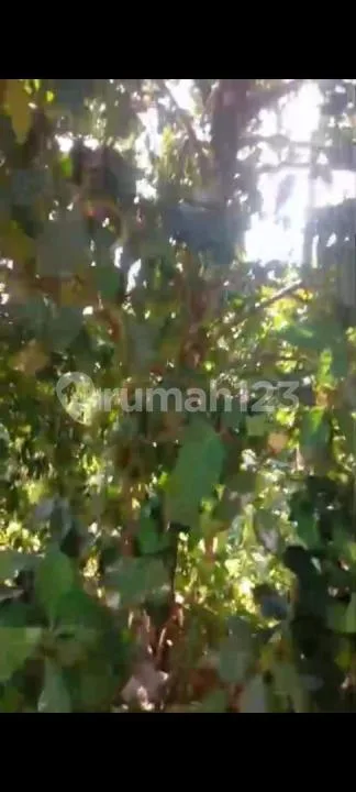 Tanah Kebun Murah, di Selemadeg Tabanan - Real Estate in Bali