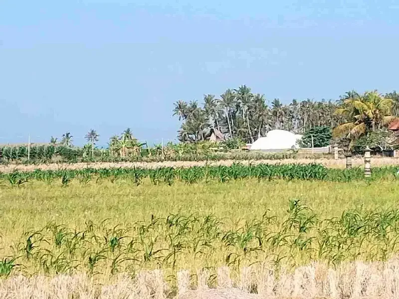 Tanah View Sawah 750 Meter ke Pantai Pasut Tabanan - Real Estate in Bali