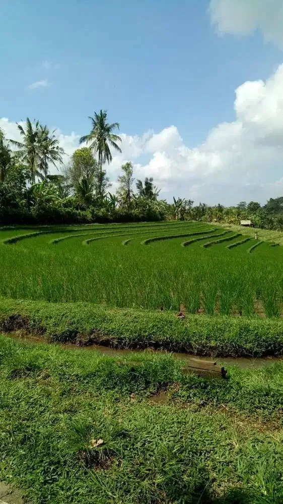 DIJUAL TANAH DENGAN VIEW MEMPESONA TABANAN - Real Estate in Bali