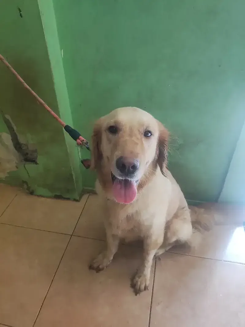 Indukan Golden retriever - Other in Bali