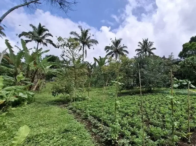 Tanah kebun view laut ketinggian 700mdpl luasan kecil - Real Estate in Bali