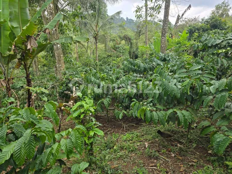Dijual Tanah Kebun Kopi Pr - Bali in Bali