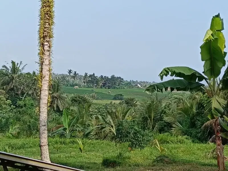 Dijual tanah kebun view sawah cantik dekat kota di bali - Real Estate in Bali