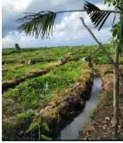 tanah 1,4 hektar di pantai pasut Tabanan - Real Estate in Bali